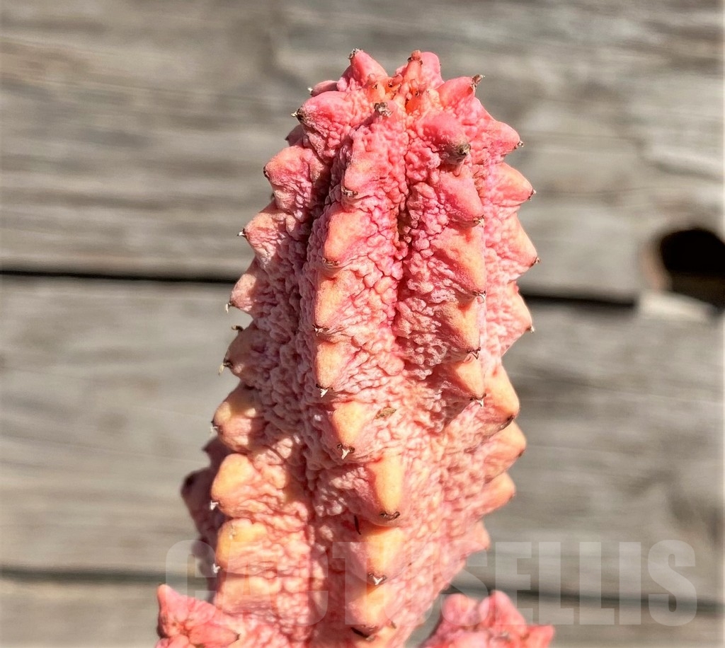 SHPR24580 Euphorbia abdelkuri 'Damask', grafted