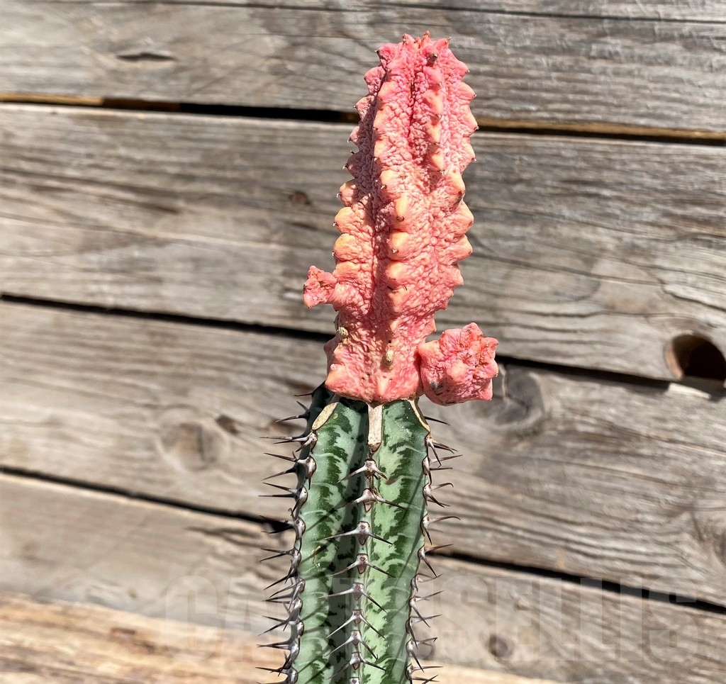 SHPR24580 Euphorbia abdelkuri 'Damask', grafted - Image 3