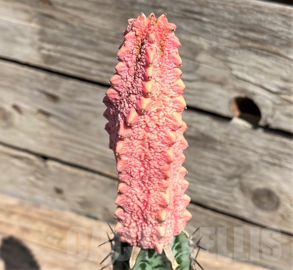 SHPR24581 Euphorbia abdelkuri 'Damask', grafted