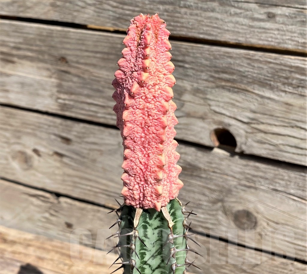 SHPR24581 Euphorbia abdelkuri 'Damask', grafted – Image 2