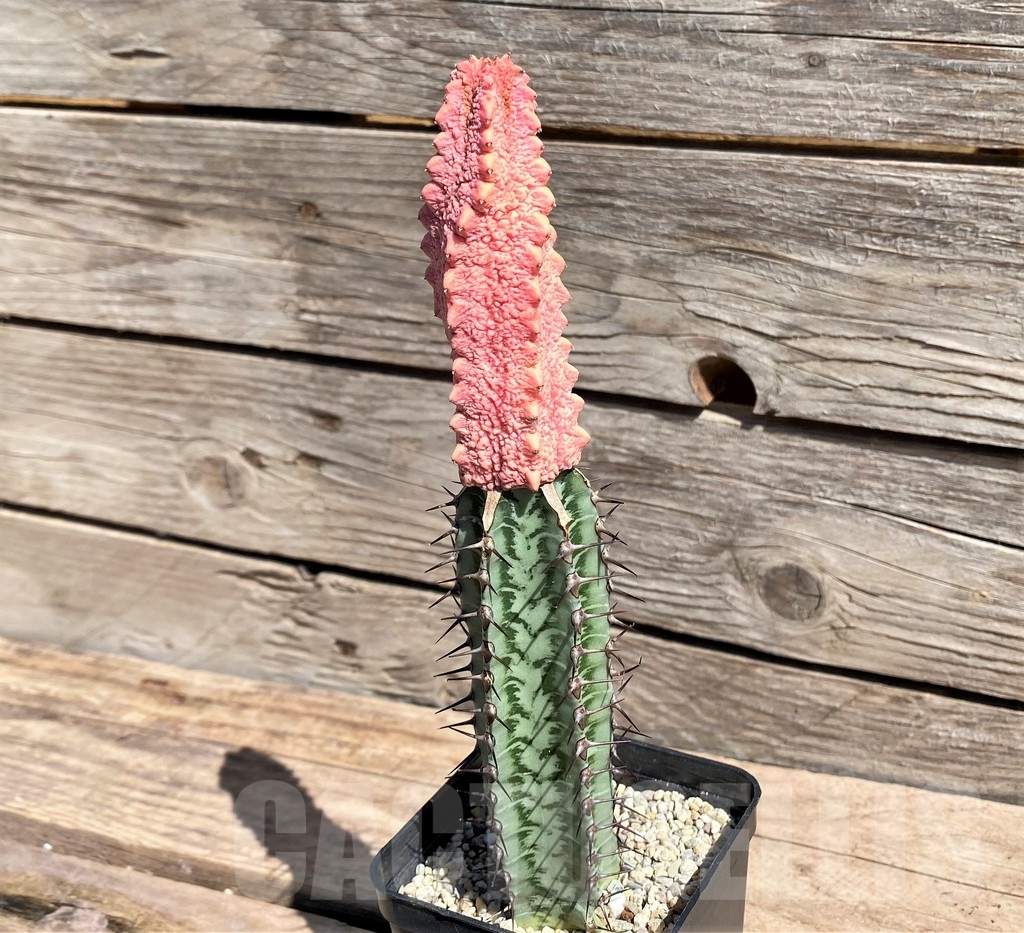 SHPR24581 Euphorbia abdelkuri 'Damask', grafted – Image 3