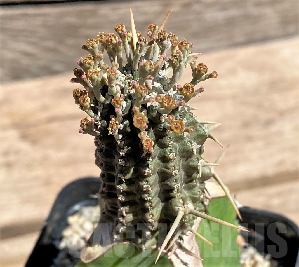 SHPR24583 Euphorbia phillipsioides, grafted