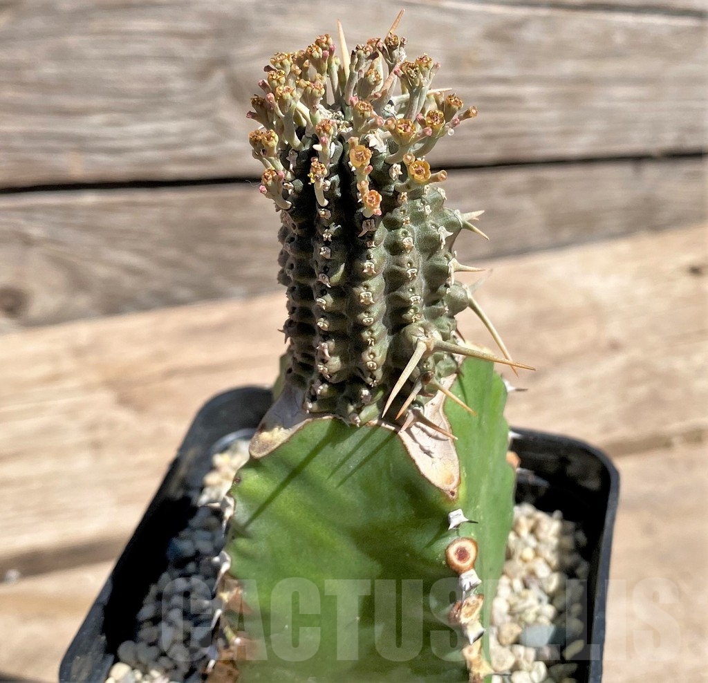 SHPR24583 Euphorbia phillipsioides, grafted - Image 2