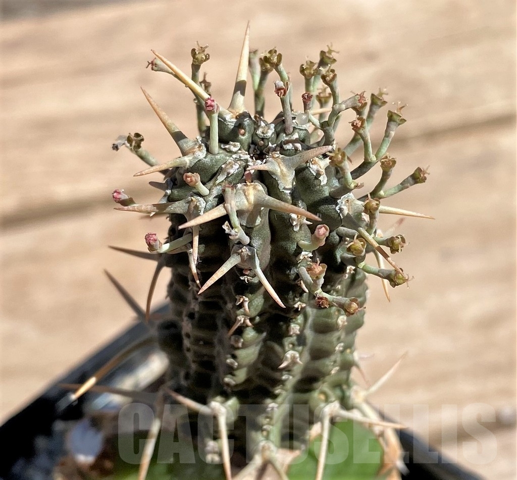 SHPR24584 Euphorbia phillipsioides, grafted