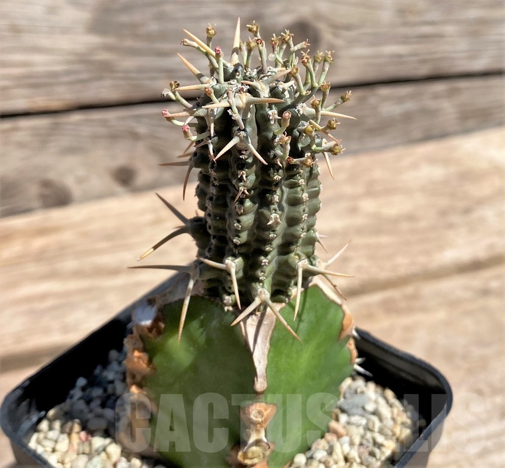 SHPR24584 Euphorbia phillipsioides, grafted - Obrázek 2