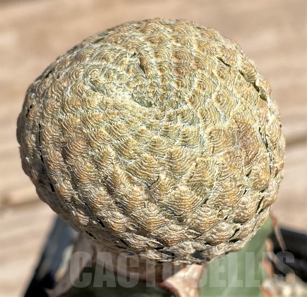 SHPR24585 Euphorbia piscidermis, grafted