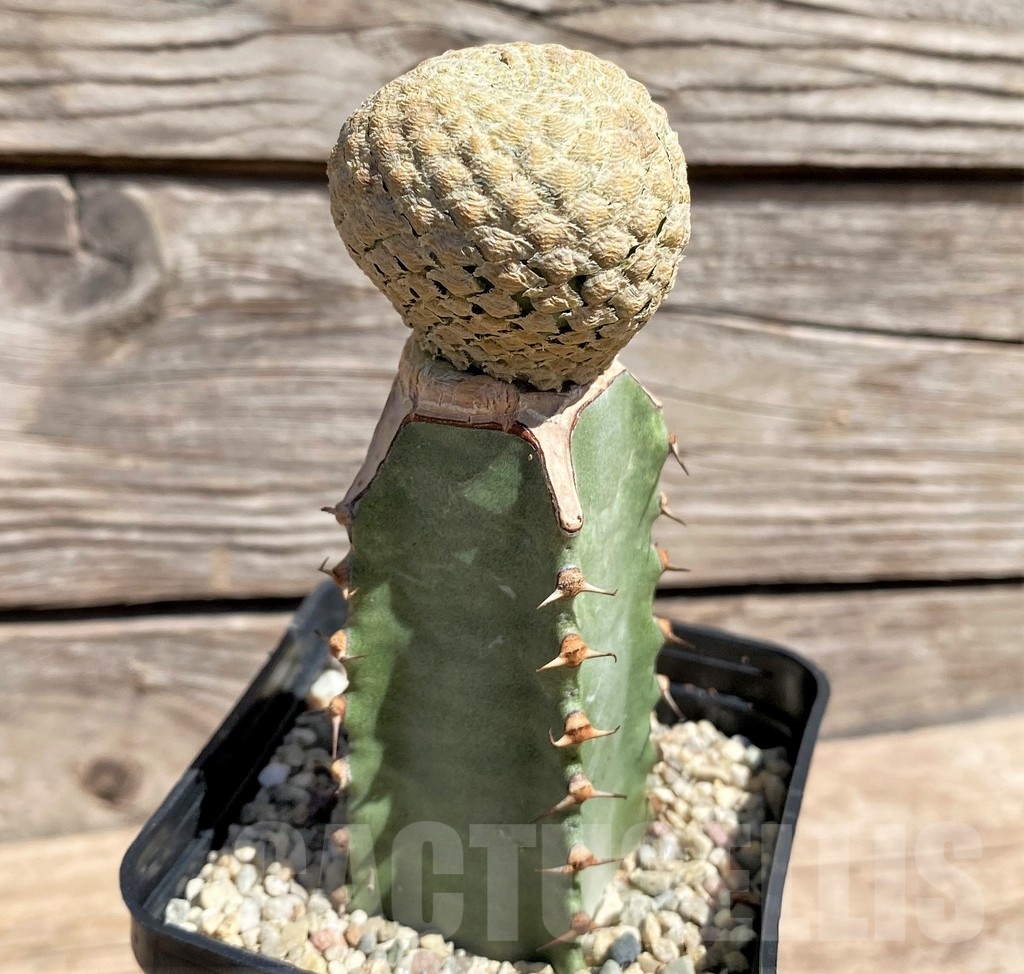 SHPR24585 Euphorbia piscidermis, grafted - Obrázek 2