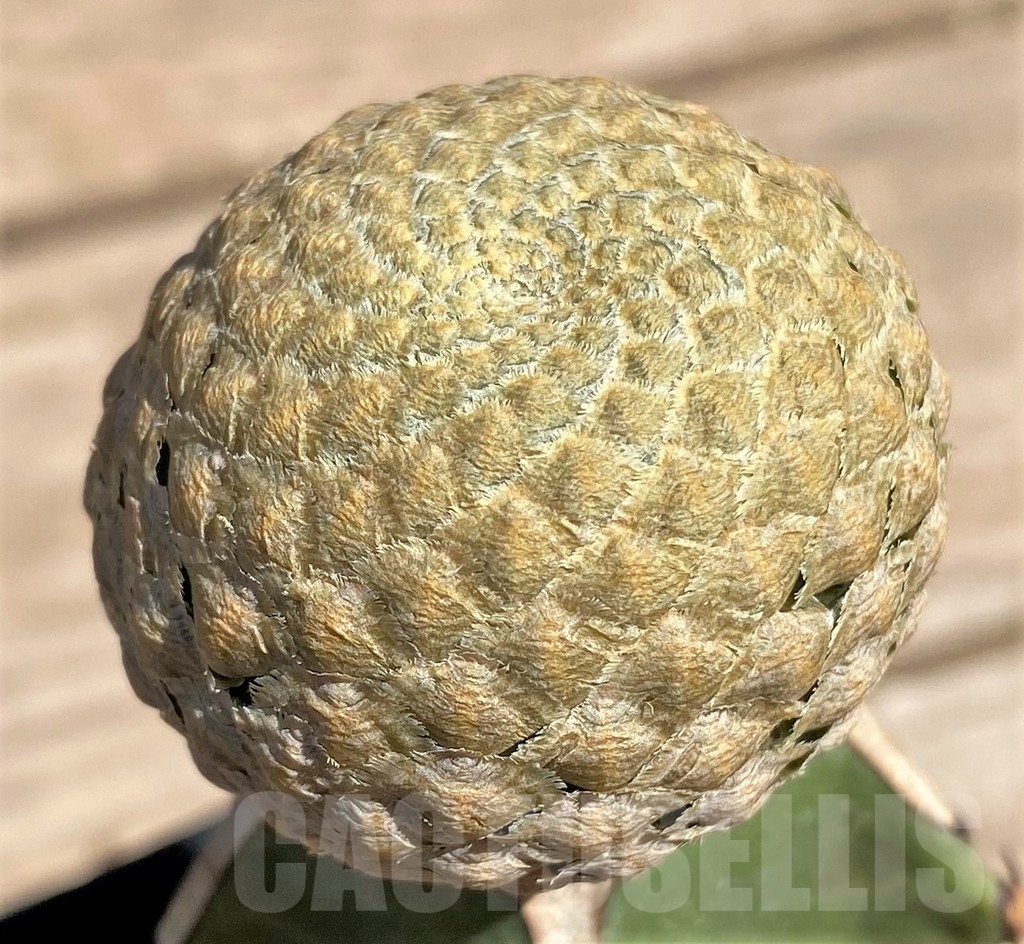 SHPR24586 Euphorbia piscidermis, grafted