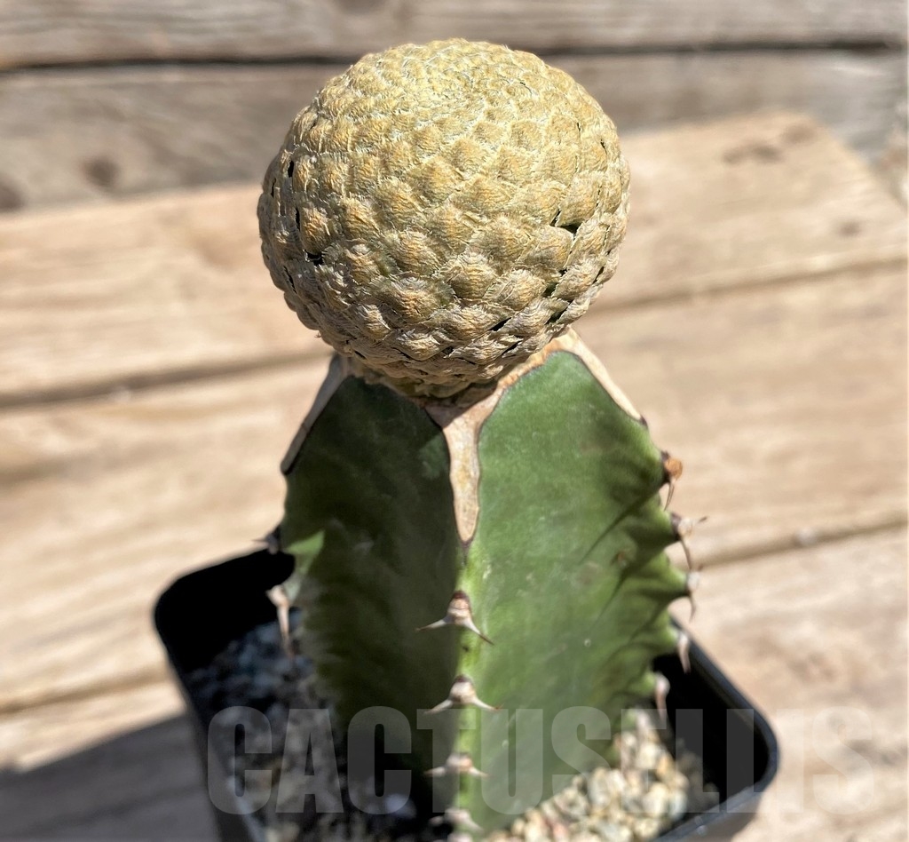 SHPR24586 Euphorbia piscidermis, grafted - Obrázek 2