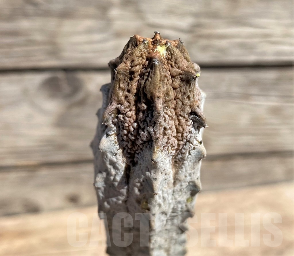 SHPR24587 Euphorbia abdelkuri - Image 2