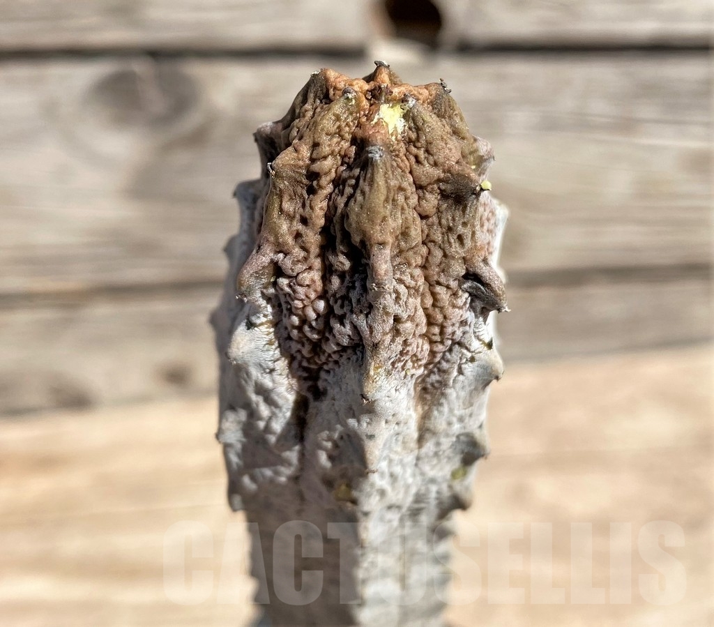 SHPR24587 Euphorbia abdelkuri