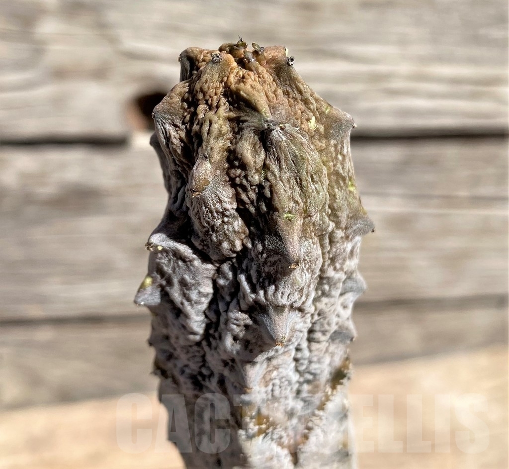 SHPR24588 Euphorbia abdelkuri