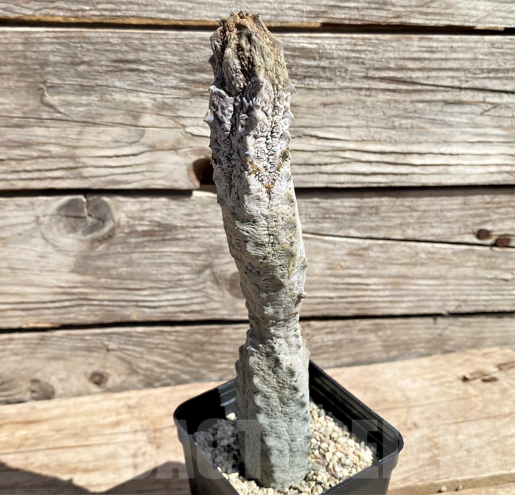 SHPR24588 Euphorbia abdelkuri - Image 2