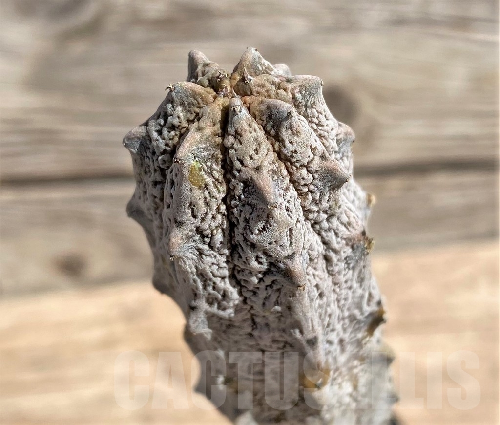 SHPR24589 Euphorbia abdelkuri