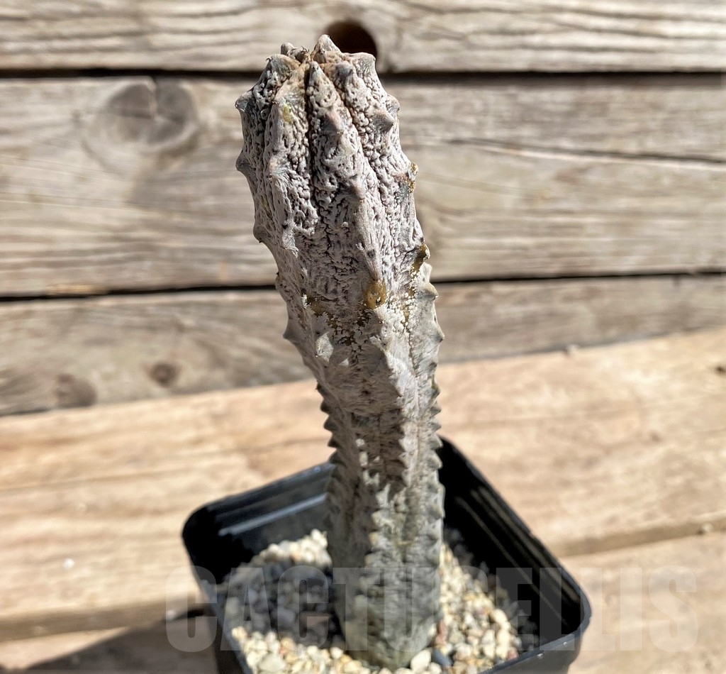 SHPR24589 Euphorbia abdelkuri - Obrázek 2