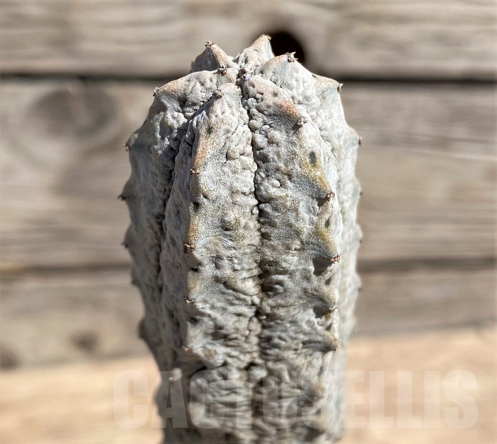 SHPR24590 Euphorbia abdelkuri