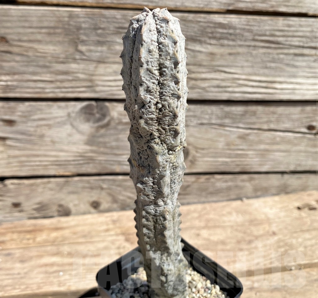 SHPR24590 Euphorbia abdelkuri - Obrázek 2