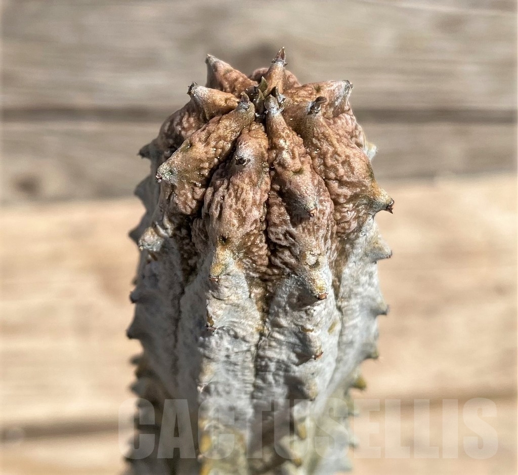 SHPR24591 Euphorbia abdelkuri, grafted