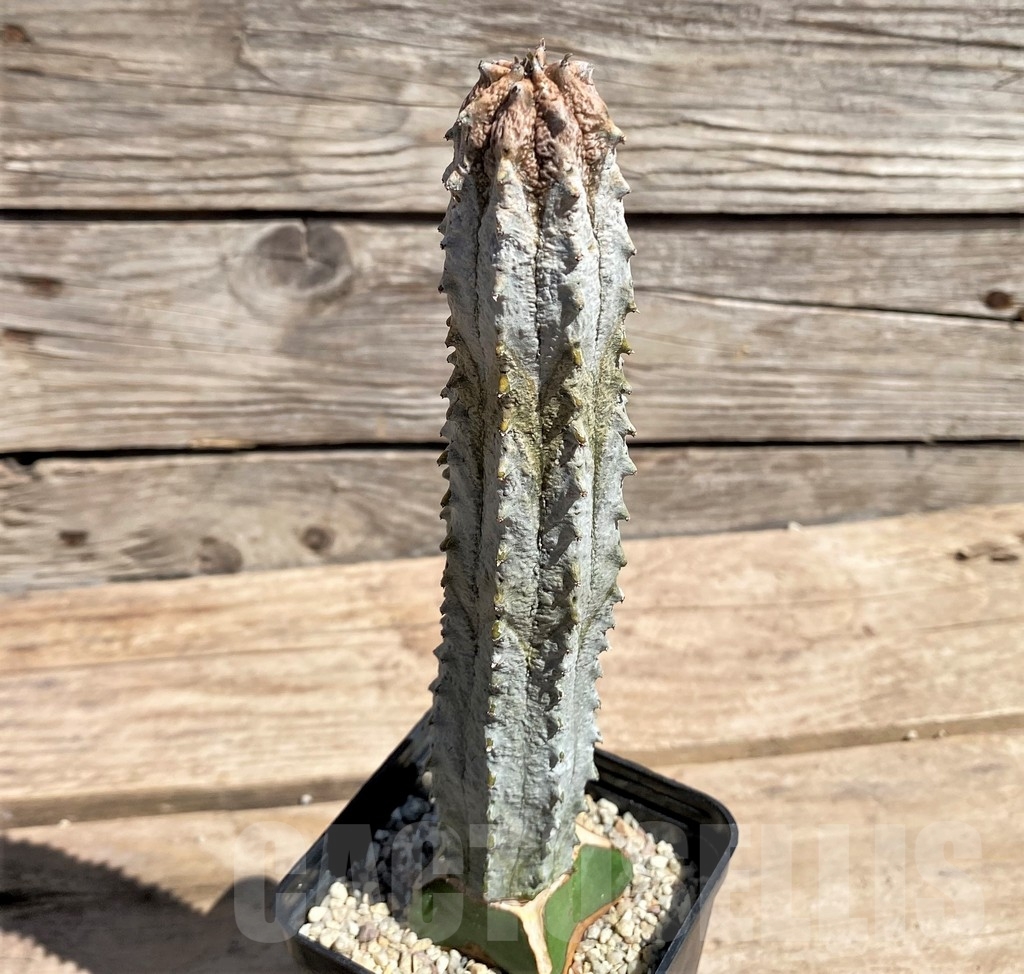 SHPR24591 Euphorbia abdelkuri, grafted - Image 2