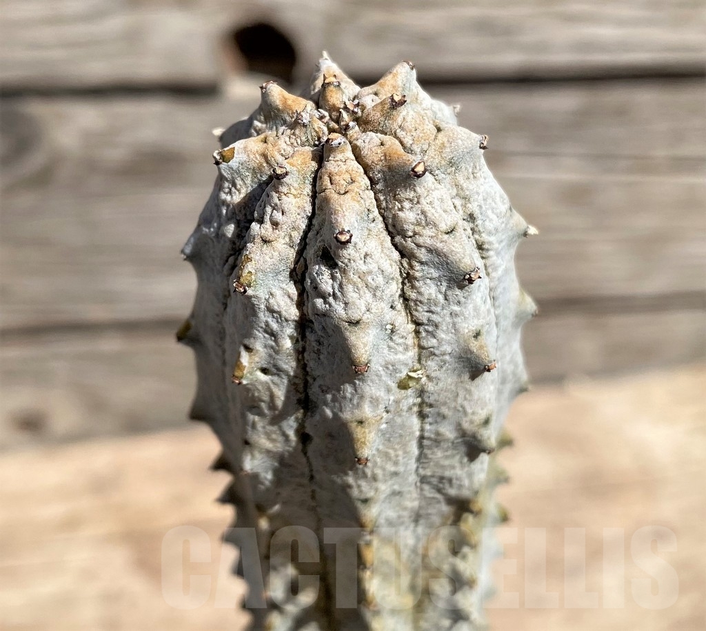 SHPR24592 Euphorbia abdelkuri, grafted