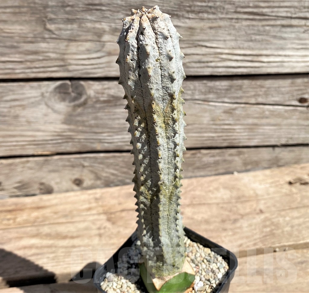 SHPR24592 Euphorbia abdelkuri, grafted - Image 2