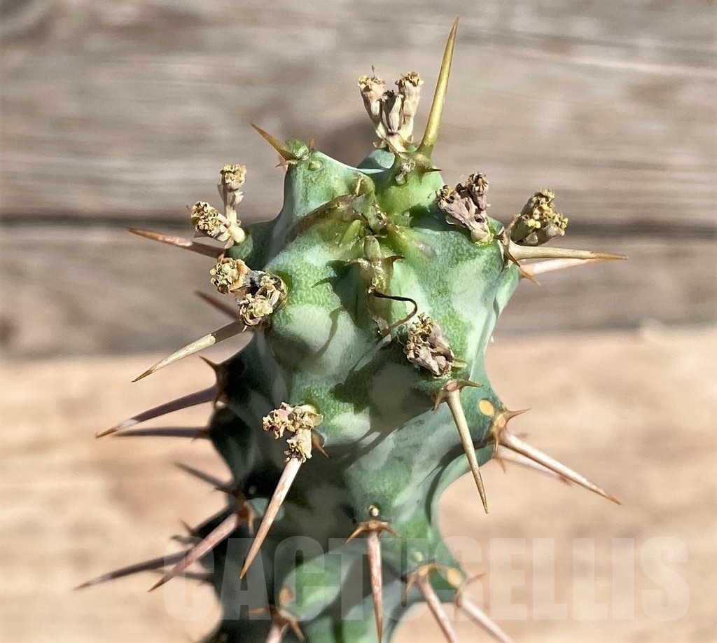 SHPR24593 Euphorbia erigavensis, grafted
