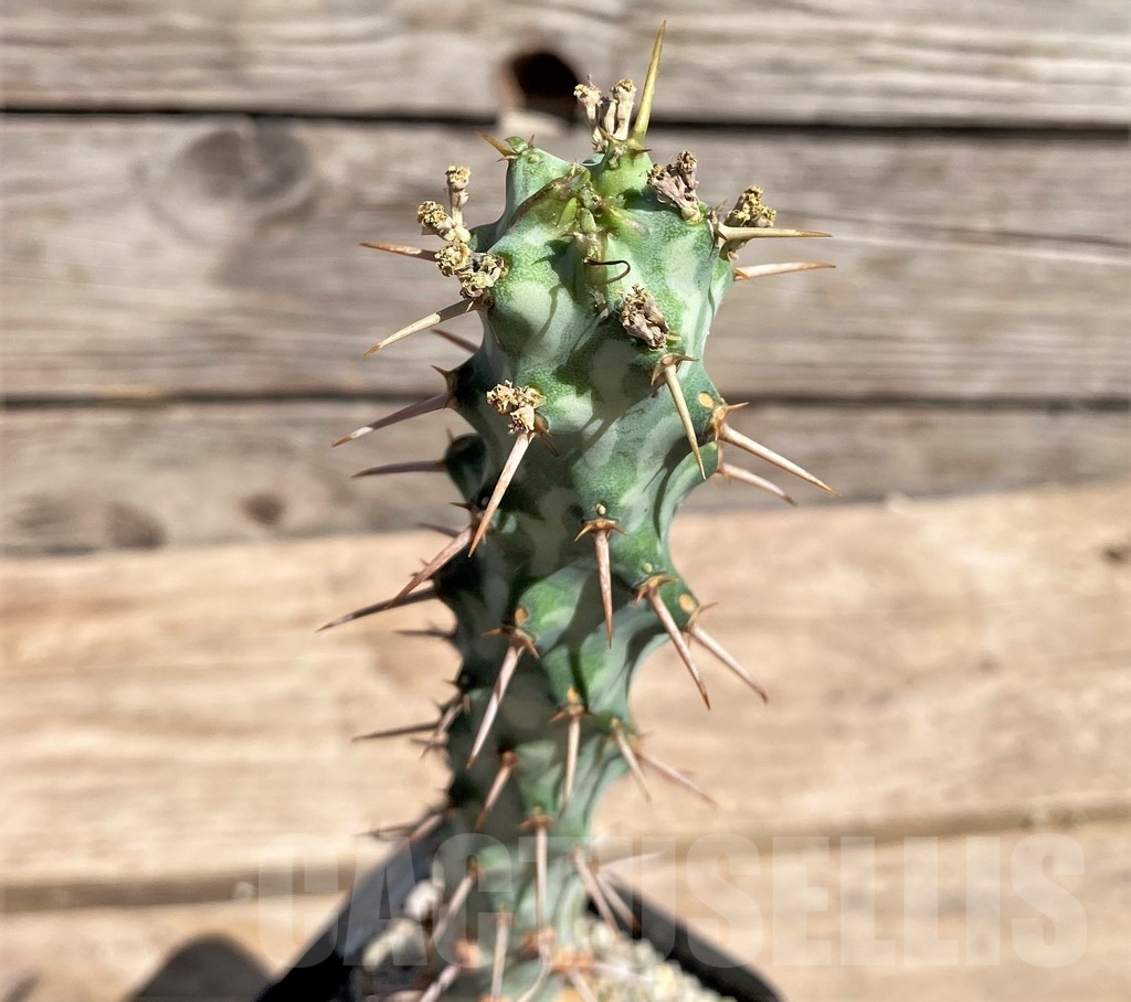 SHPR24593 Euphorbia erigavensis, grafted - Image 2