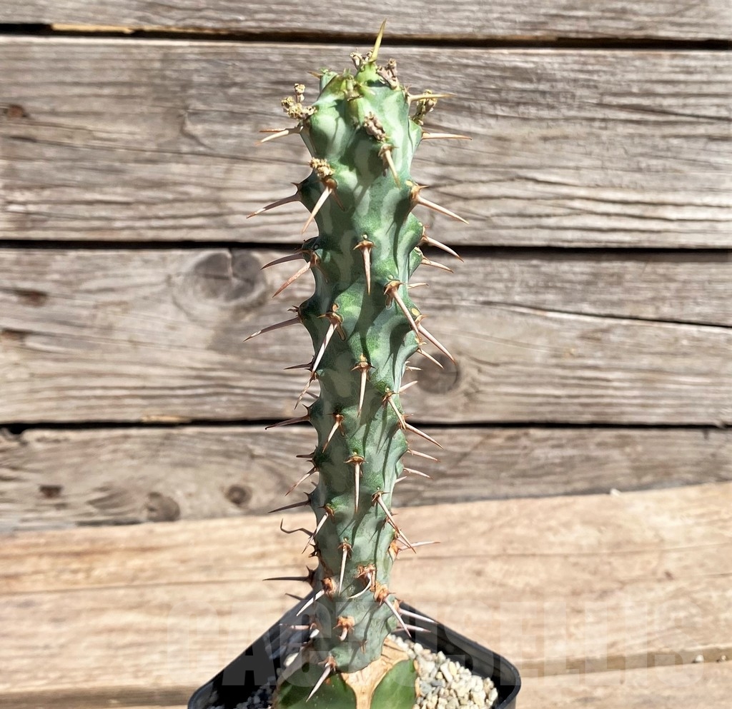 SHPR24593 Euphorbia erigavensis, grafted - Image 3