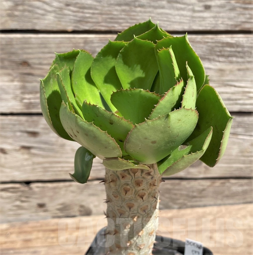 SHPR24595 Euphorbia unispina, grafted