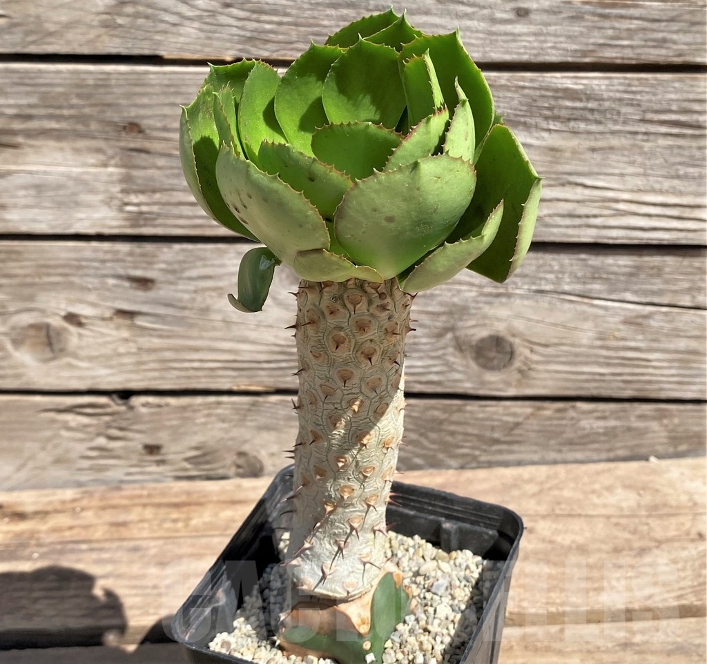 SHPR24595 Euphorbia unispina, grafted – Bild 2