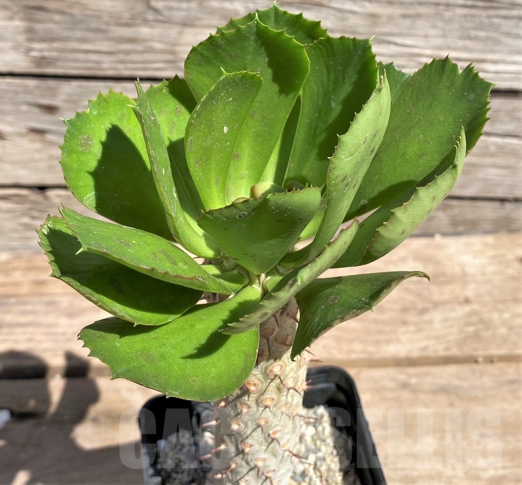 SHPR24596 Euphorbia unispina, grafted