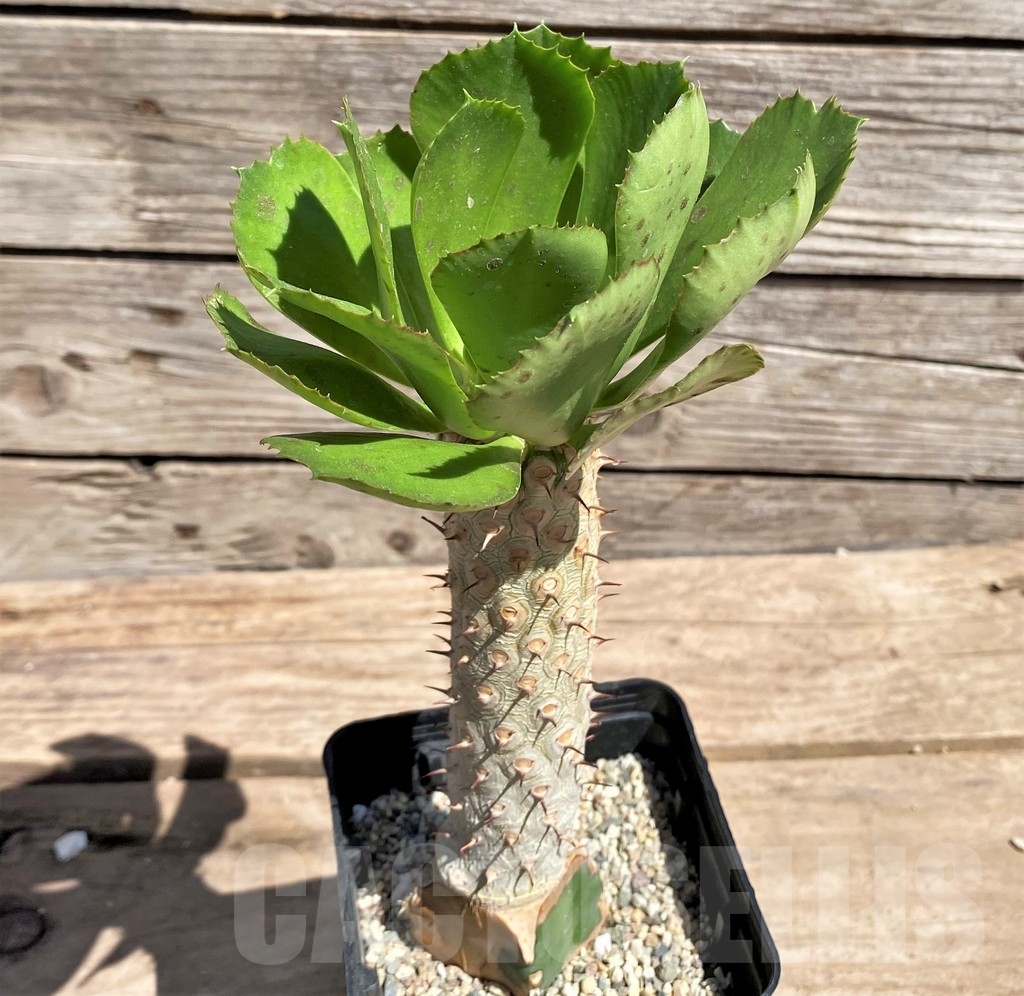 SHPR24596 Euphorbia unispina, grafted - Зображення 2