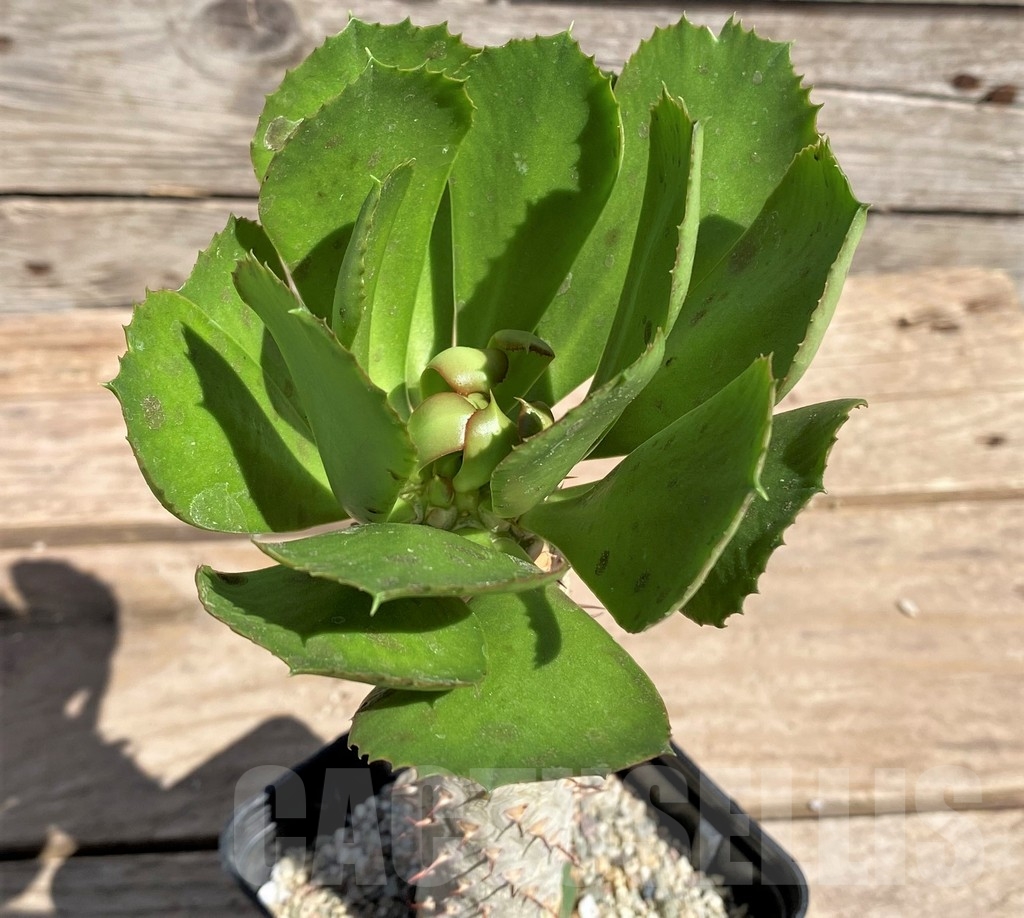 SHPR24596 Euphorbia unispina, grafted - Зображення 3