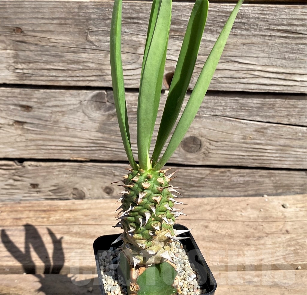SHPR24597 Euphorbia sapini, grafted - immagine 2