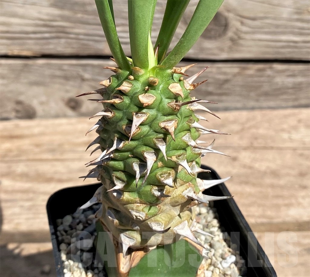 SHPR24597 Euphorbia sapini, grafted