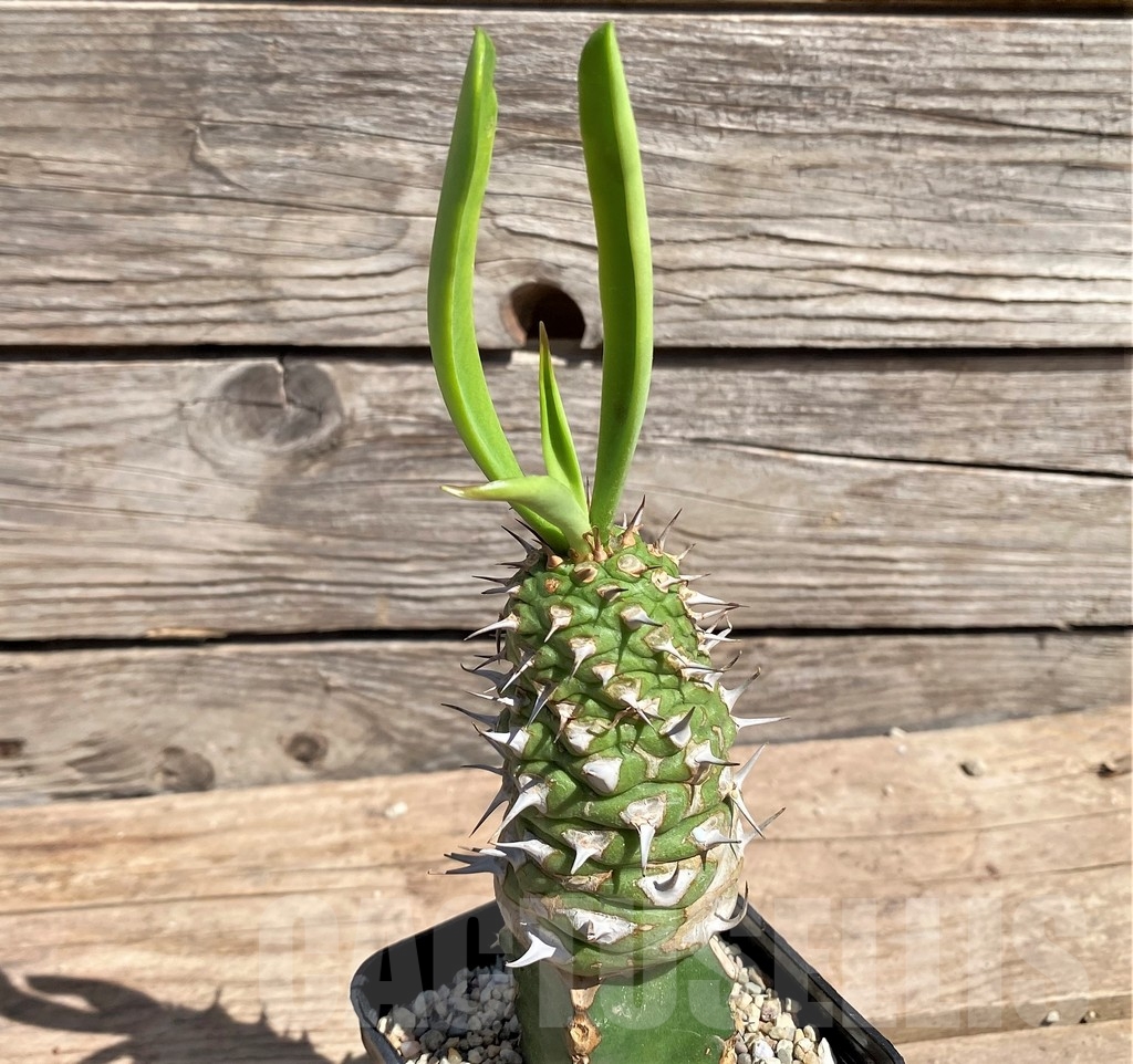 SHPR24598 Euphorbia sapini, grafted - immagine 2