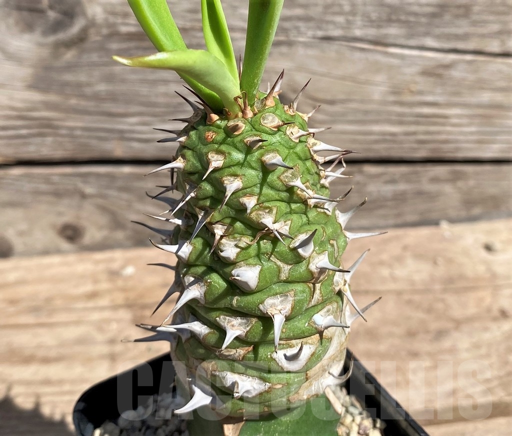 SHPR24598 Euphorbia sapini, grafted