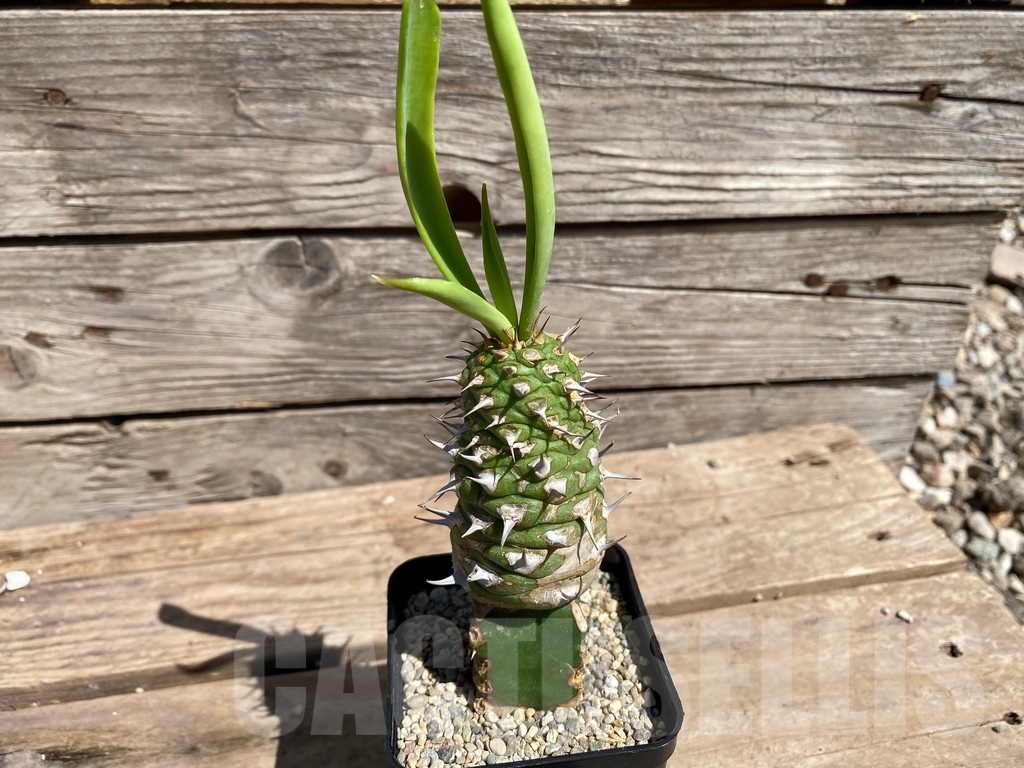 SHPR24598 Euphorbia sapini, grafted - immagine 3