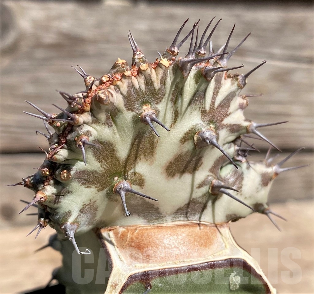 SHPR24599 Euphorbia horwoodii f. cristata, grafted