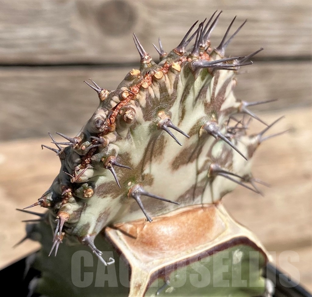 SHPR24599 Euphorbia horwoodii f. cristata, grafted - Image 2