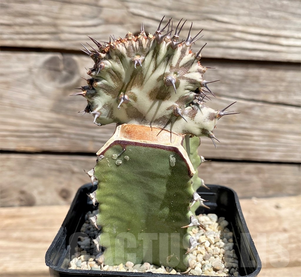 SHPR24599 Euphorbia horwoodii f. cristata, grafted - Image 3