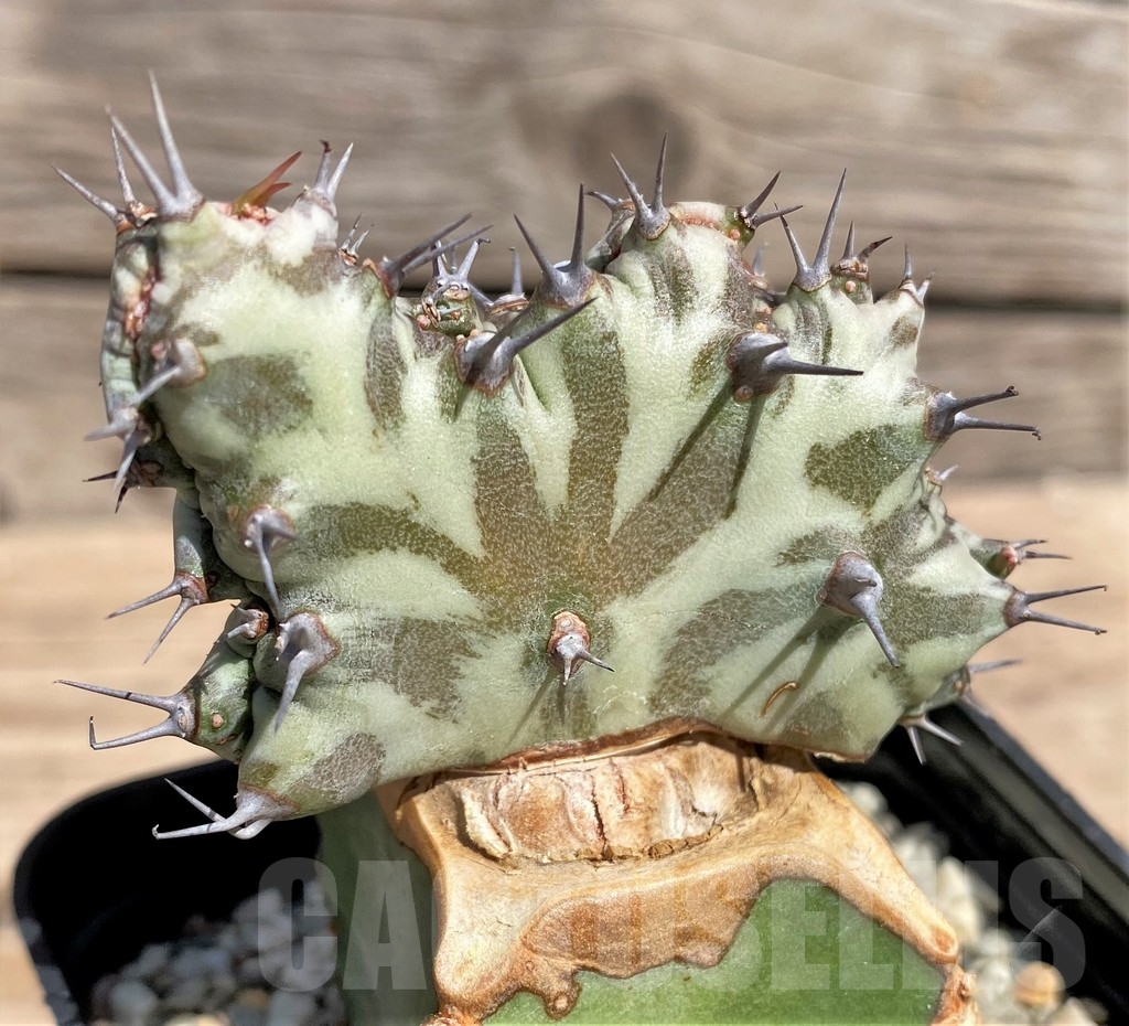 SHPR24600 Euphorbia horwoodii f. cristata, grafted