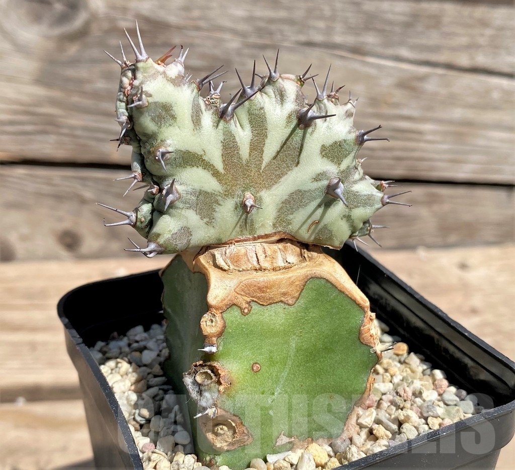 SHPR24600 Euphorbia horwoodii f. cristata, grafted – Image 2