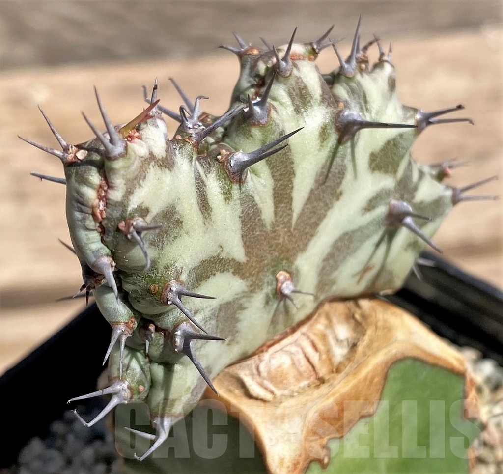 SHPR24600 Euphorbia horwoodii f. cristata, grafted – Image 3