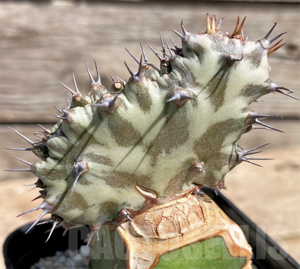 SHPR24601 Euphorbia horwoodii f. cristata, grafted