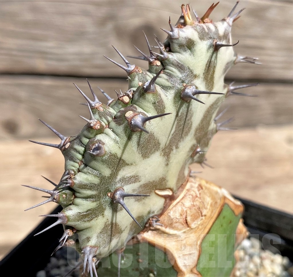 SHPR24601 Euphorbia horwoodii f. cristata, grafted - immagine 2