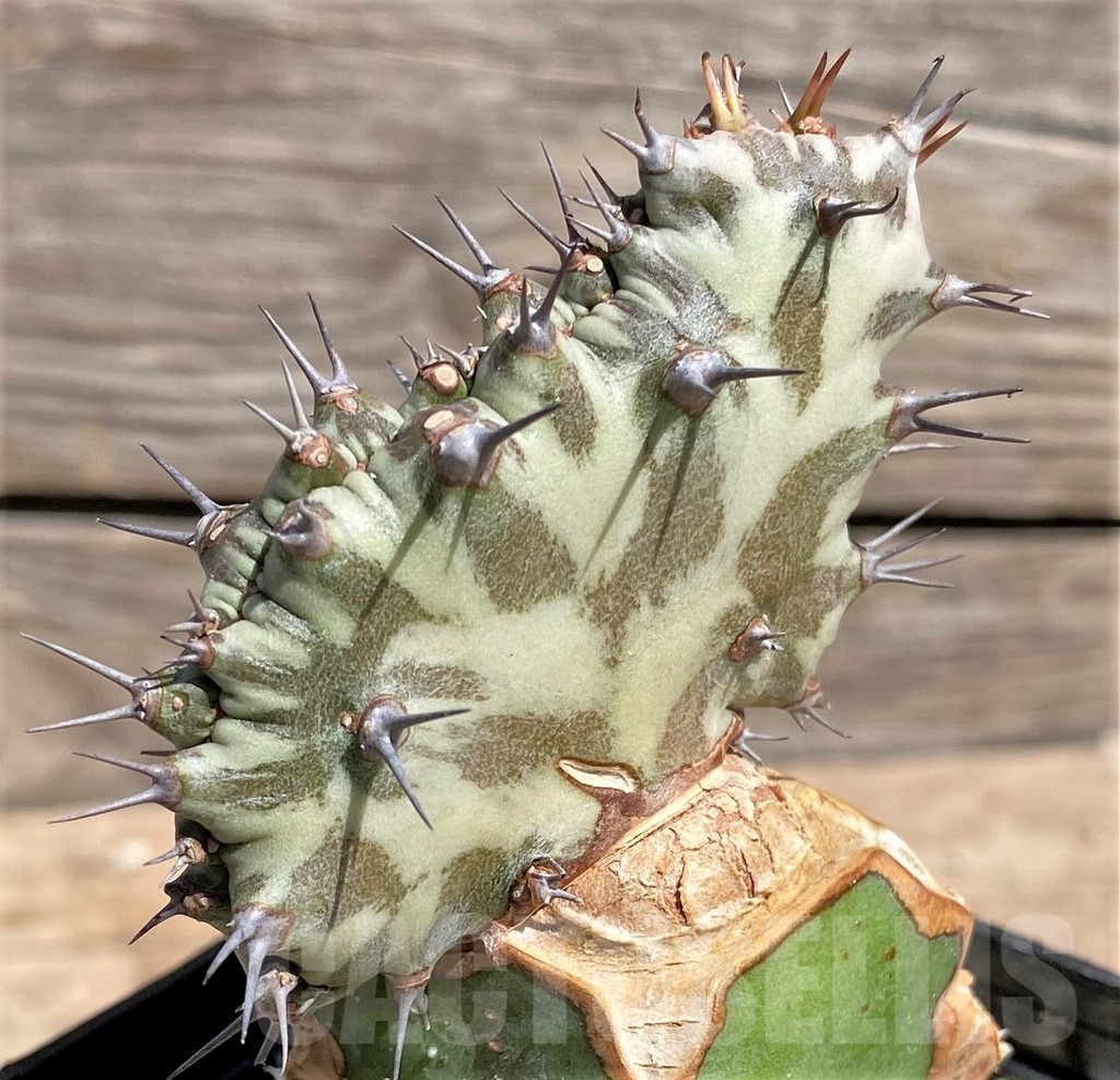 SHPR24601 Euphorbia horwoodii f. cristata, grafted - immagine 3