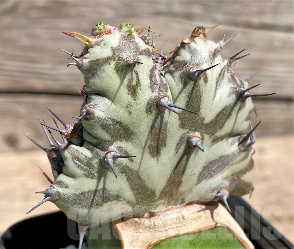 SHPR24603 Euphorbia horwoodii f. cristata, grafted
