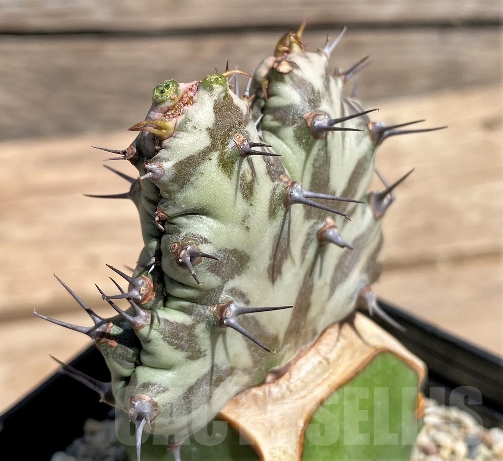 SHPR24603 Euphorbia horwoodii f. cristata, grafted - 画像 (2)