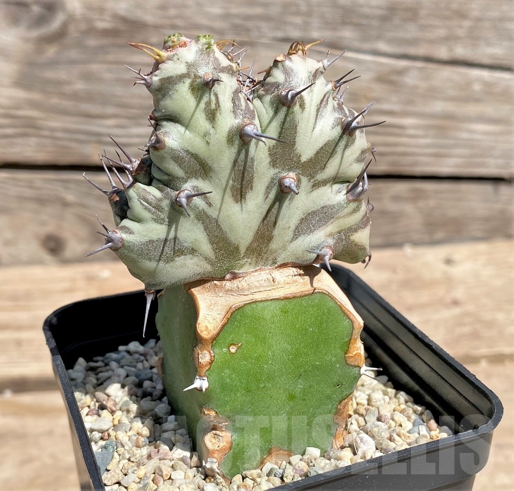 SHPR24603 Euphorbia horwoodii f. cristata, grafted - 画像 (3)